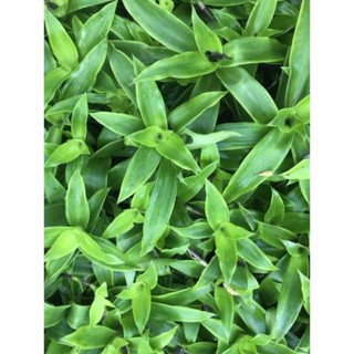 Cây lược vàng lá 1kg