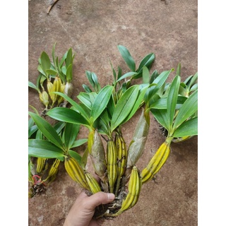 1 Bó Lan Sơn Thủy Tiên