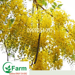 cây muồng hoàng yến