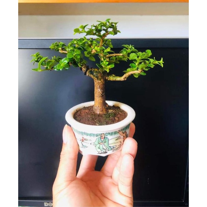 🍃Chậu Men Tầu tròn mini