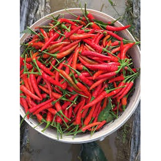 Hạt giống ớt chỉ địa (30h)