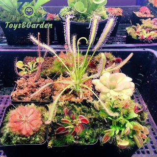 Cây Ăn Thịt, Cây Bẩy Kẹp, Gọng Vó, Hố Bẩy, Nắp Ấm, Cỏ Bơ - Ăn Thịt Côn Trùng Bắt Muỗi Lọc Không Khí Dễ trồng