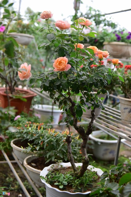 Cây hoa hồng juliet cam cá hồi