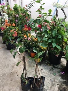 Cây hoa giấy giống