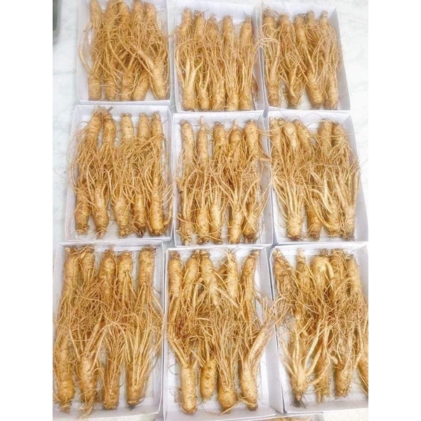 Sâm Bố chính tươi 1set 6-8 củ /kg