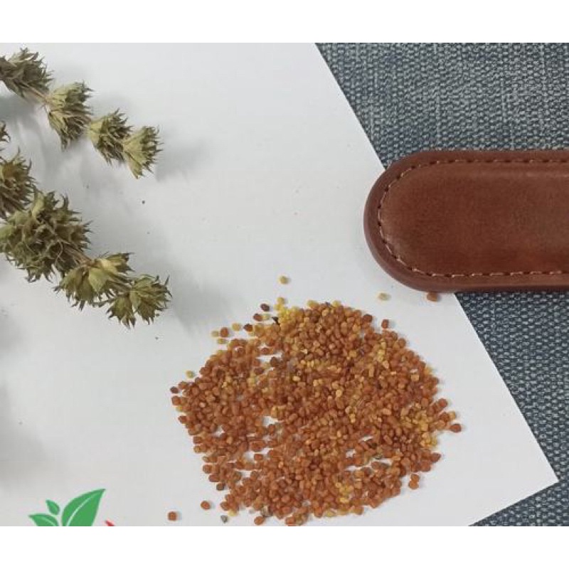 Hạt giống cây dược liệu xuyên tâm liên - gói 50 hạt
