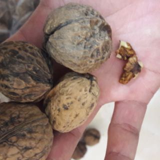 1kg Óc chó Sìn Hồ Lai Châu
