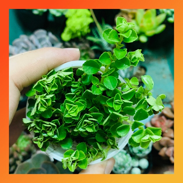 CỎ SEDUM LỤC HÀ 🍭 |FREESHIP| 🔥 XUẤT XỨ ĐÀ LẠT, ĐÃ THUẦN KHÍ HẬU, SIÊU KHOẺ ĐẸP 🍏 LỖI 1 ĐỔI 1