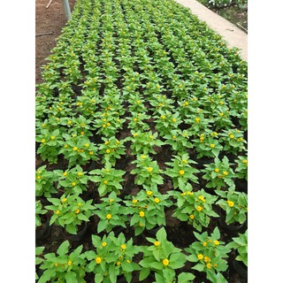 Hoa Cúc mặt trời