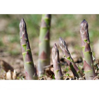 Hạt Giống Măng Tây Tím Dễ Trồng 0.2gr