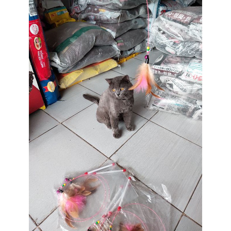 Đồ chơi cho mèo mọi lứa tuổi
