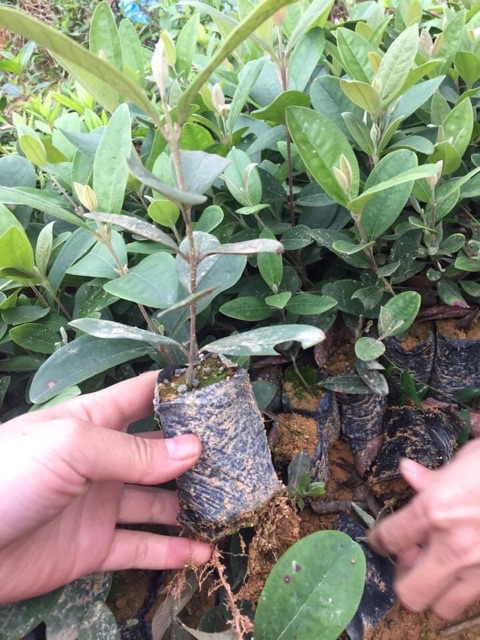 Cây giống chè xanh/cây giống sim ăn quả/ mai vàng 7-12 cánh