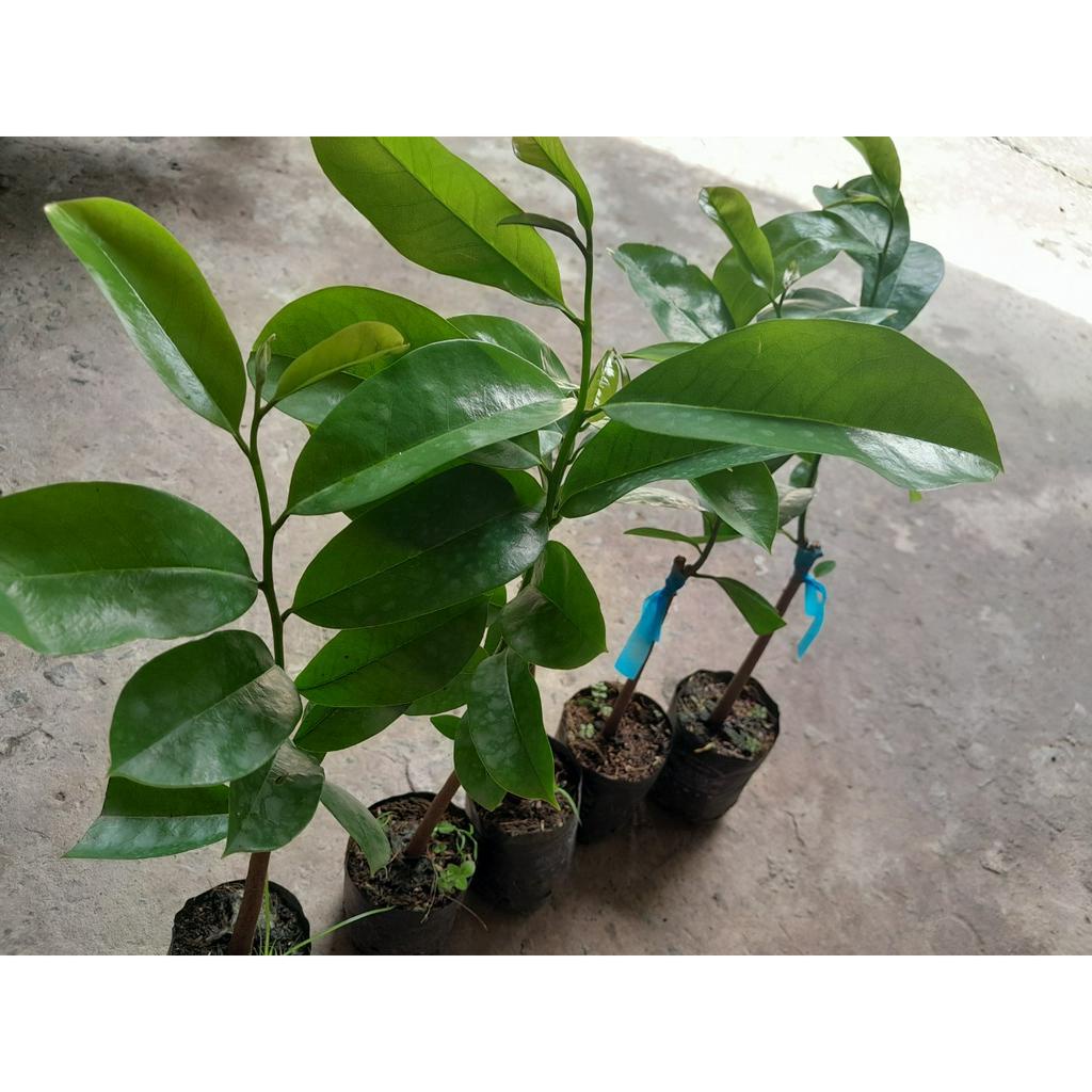 Cây giống Mãng Cầu Xiêm Thái , cây giao như ảnh chụp