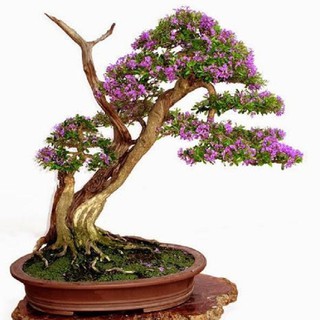 Cây Linh Sam ( sam núi) siêu bông- cây phôi