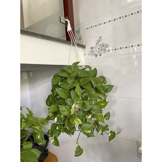 Trầu bà đốm