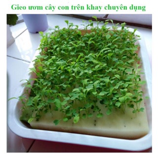 MÚT XỐP ƯƠM HẠT