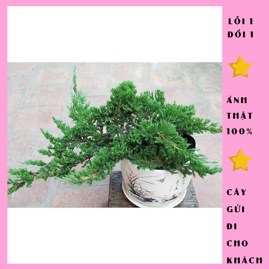 Cây tùng xà , cây trang trí sân vườn, bàn làm việc, ảnh thật, lỗi 1 đổi 1