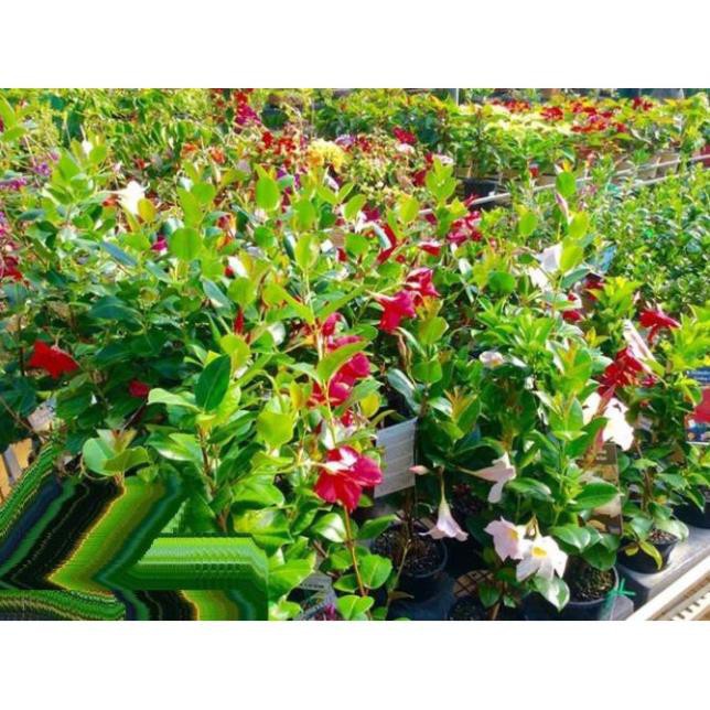 Cây hoa HỒNG ANH leo CÁNH KÉP hoa ĐỎ MÀU MẬN CHÍN siêu đẹp, cây nguyên chậu + Tặng 02 cây nhót ngọt