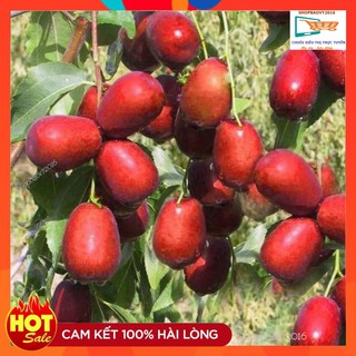 [SIÊU HÓT] Táo đỏ hàn quốc QUẢ SIÊU ĐẠI nhập khẩu theo đóng túi zip 1kg -HÀNG CHUẨN, NGON BỔ RẺ