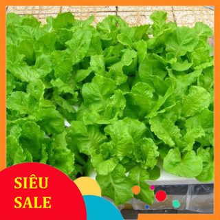 10g Hạt giống Xà lách Baby