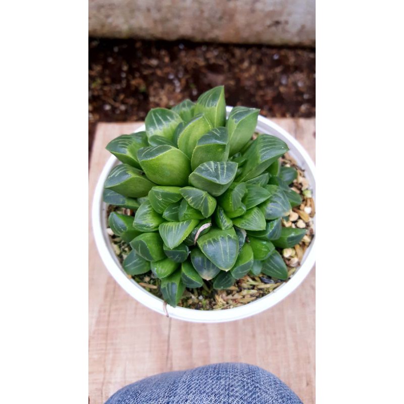 Combo 3 loại Haworthia +sen đá ngẫu nhiên size 8cm-11cm Đà Lạt