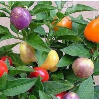 Cây ớt ngũ sắc
