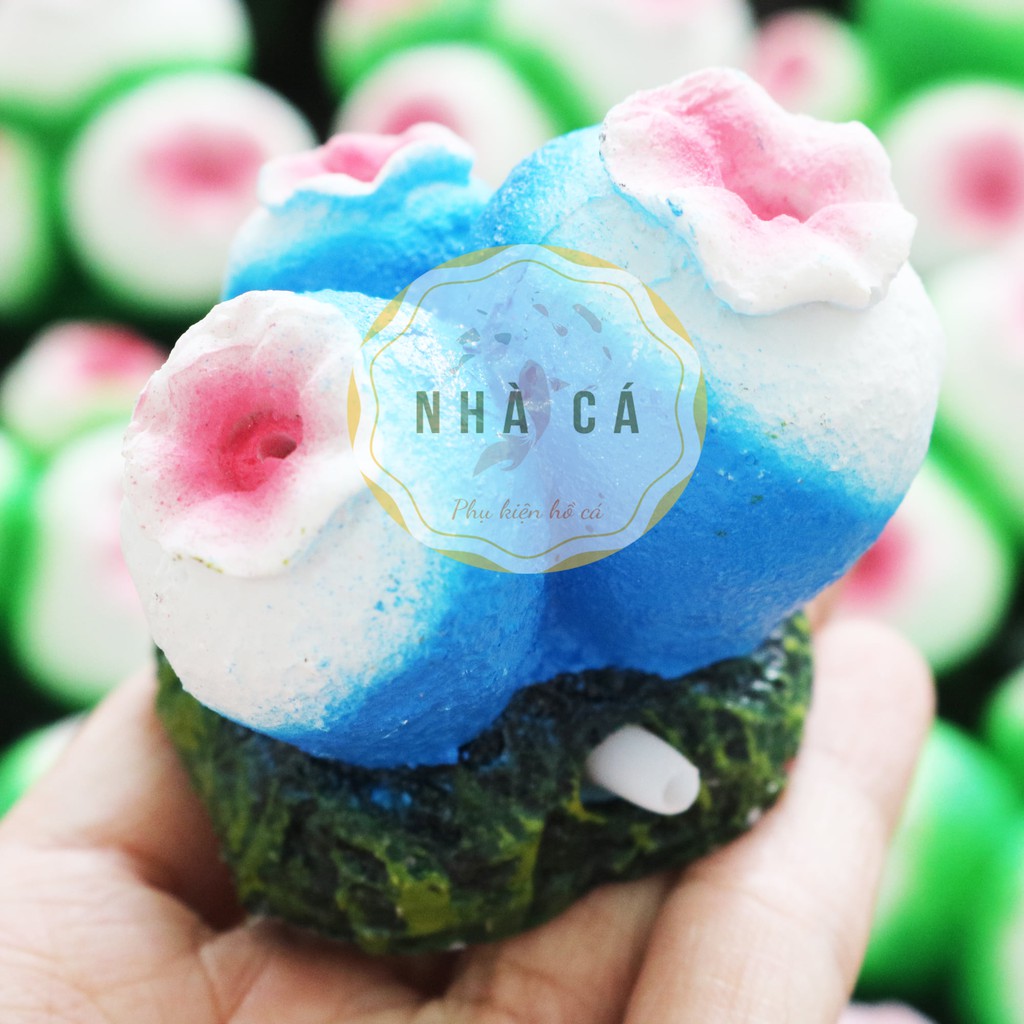 SỦI OXY HÌNH DÁNG BONG BÓNG SAN HÔ