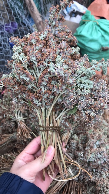 Hoa Bó Phón Xôi Cơm Màu Vàng