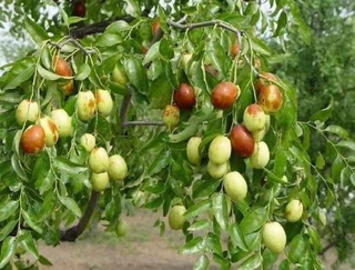 Giống táo tàu - Vườn chim cảnh