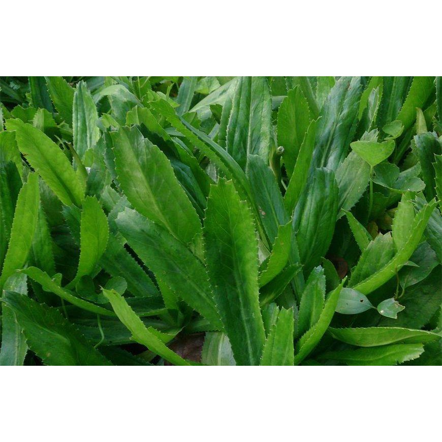 Hạt giống rau Mùi Tàu răng cưa  NN1