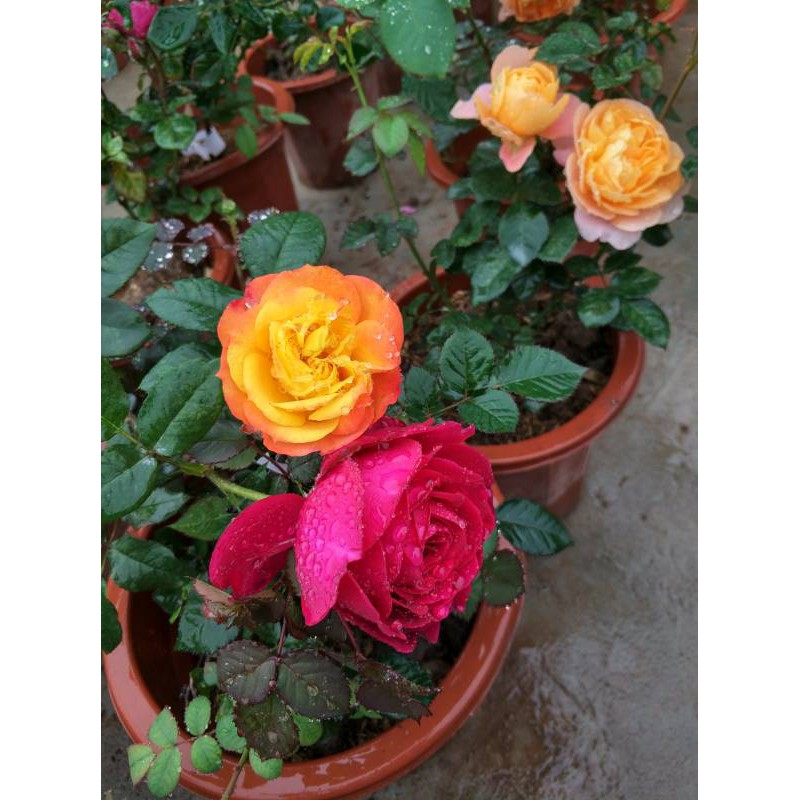10 cây_Hoa hồng ngoại nhập ( giâm cành, rễ bầu, thân dài 15cm, cây khỏe )
