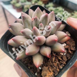 Sen đá Kim cương hồng
