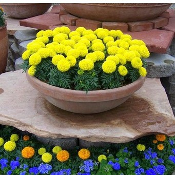 Hạt giống hoa Cúc vạn thọ Mỹ nhiều màu - 50Hạt - HGT1