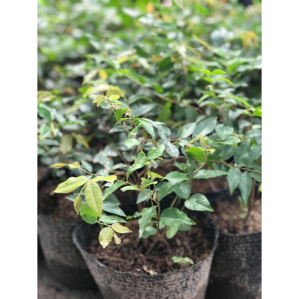Nho thân gỗ tứ quý