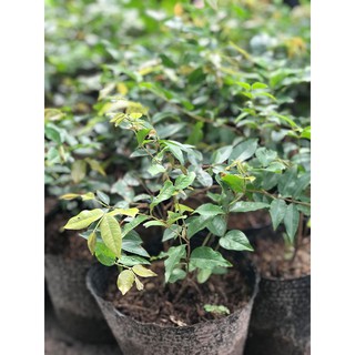 Nho thân gỗ tứ quý