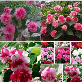 Hạt giống hoa ngọc thảo kép mix màu - Gói 5 Hạt