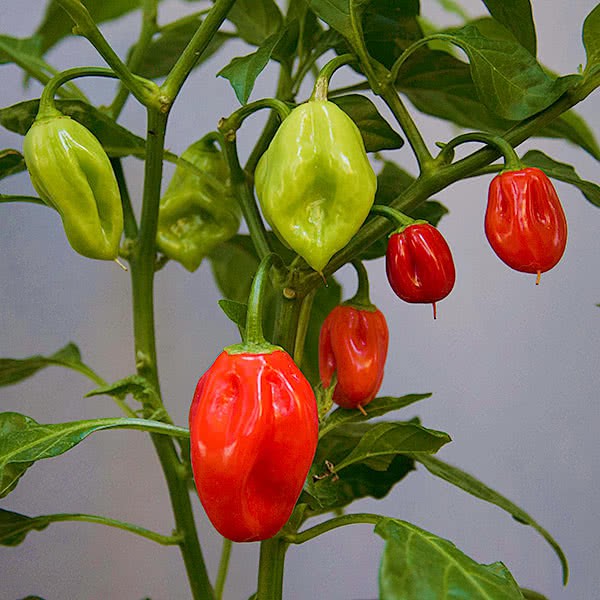 Hạt Ớt đỏ Habanero 15h