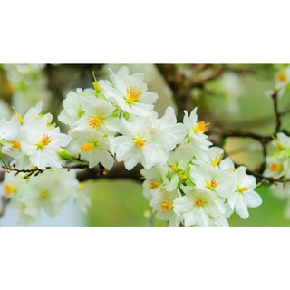 Cây giống bạch mai [ mai hoa trắng - cây ươm từ hạt cao trên 40cm ] [ rẻ hơn hoàn tiền ]