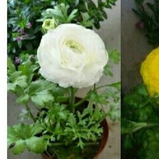 Củ giống hoa hồng mao lương hoa màu trắng - 1 củ