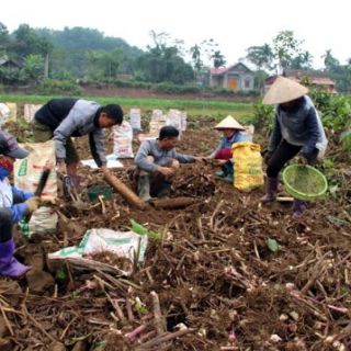 Miến rong  _ 1kg