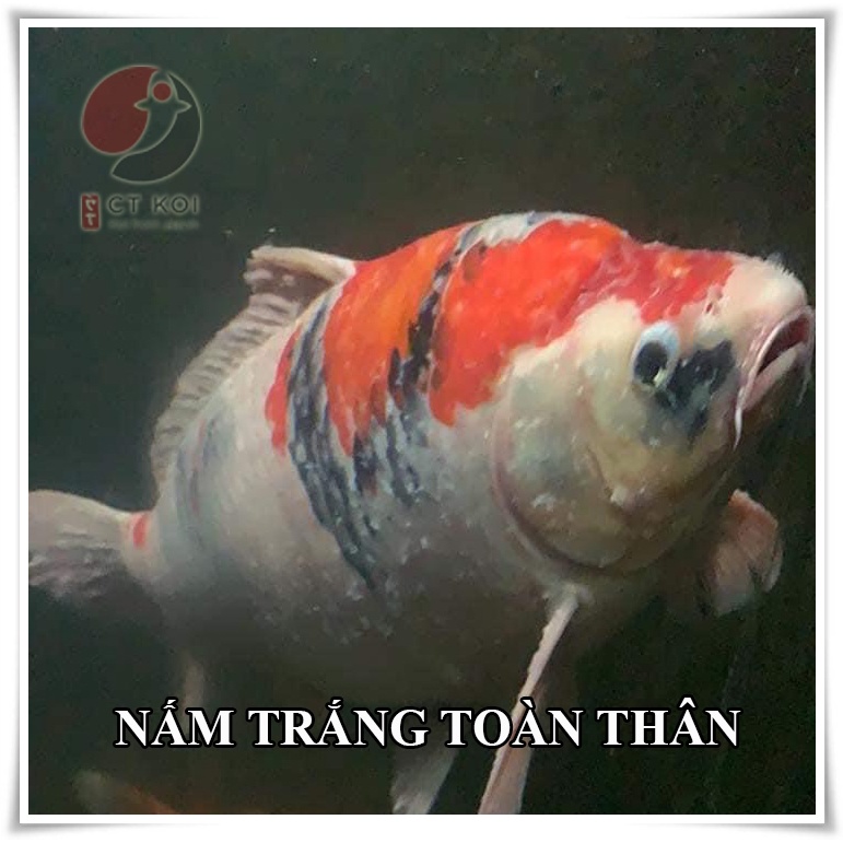 Xử Lý nấm Cá Koi - CMultifi