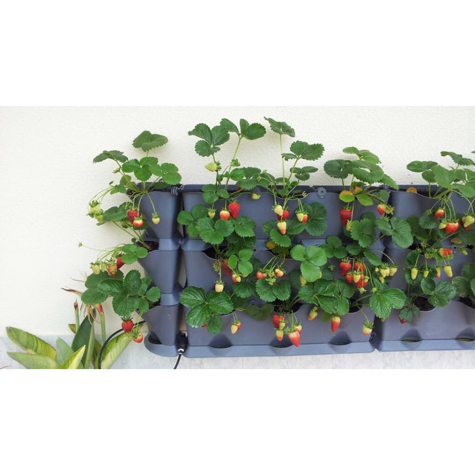 COMBO 3 dâu tây hàn