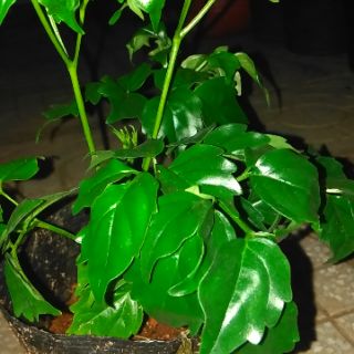 [Bonsai] Cây hạnh phúc