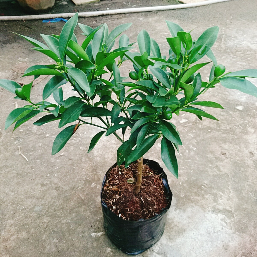 Cây Hạnh Ngọt - cây tắc ngọt thái - caykiengsadec