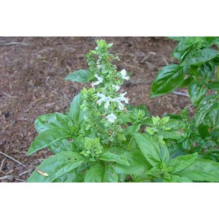 Gói 5g hạt giống rau húng thơm trắng