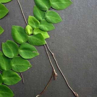 địa lan bám đá bám tường
