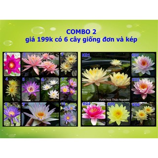 Combo 2 : 6 cây giống đơn mixx màu