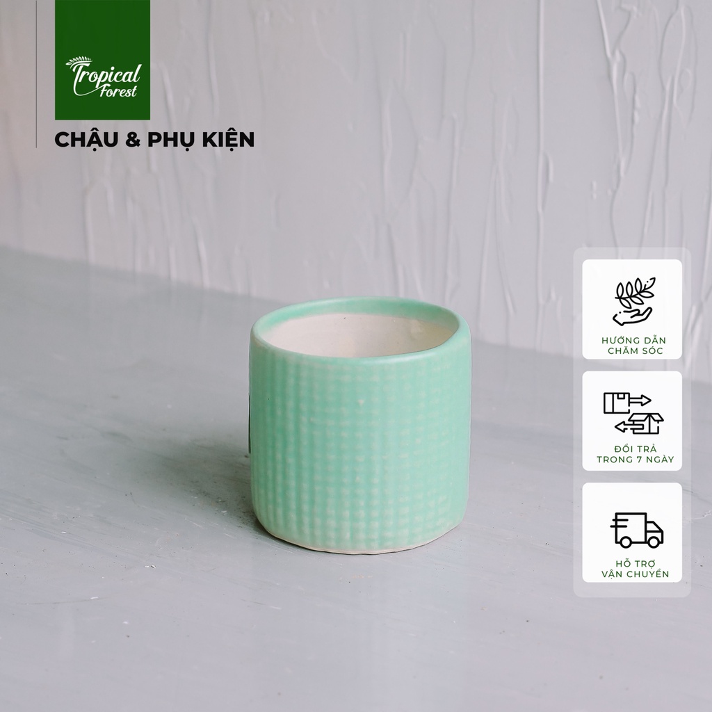 Chậu gốm trồng cây chậu mini TROPICAL FOREST