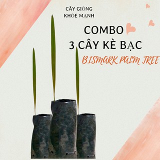 COMBO 3 CÂY GIỐNG KÈ BẠC, BISMARCK PALM TREE HỌ BISMARCKIAS, LỌC KHÔNG KHÍ, TRỒNG LÀM CÂY KIỂNG, TRANG TRÍ S