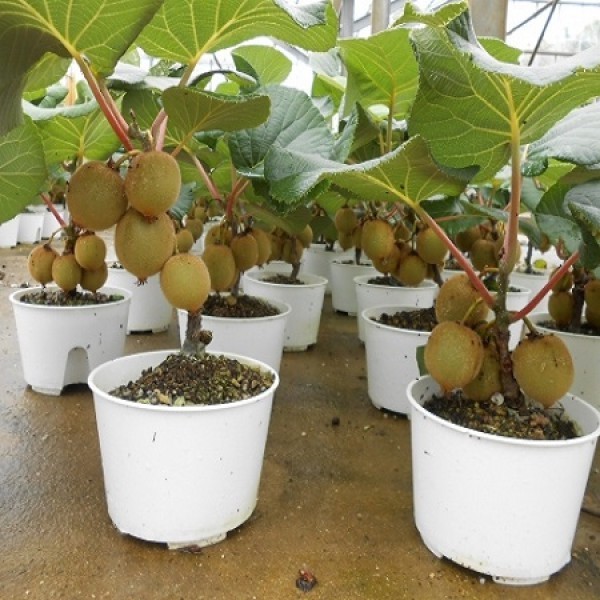 Hạt giống cây kiwi (gói 40 hạt, tặng kèm phân)